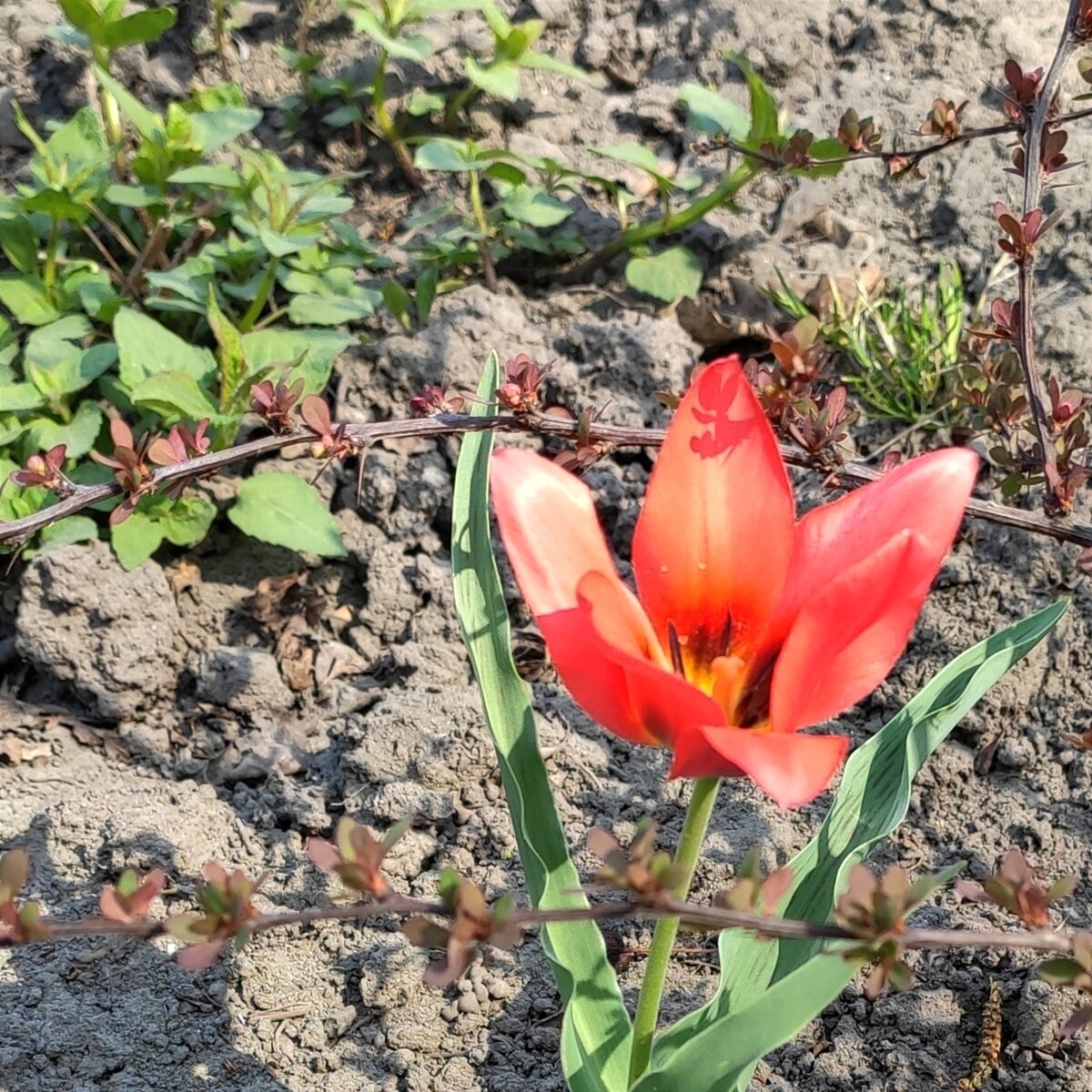 168. Тюльпан красный, 10 мая