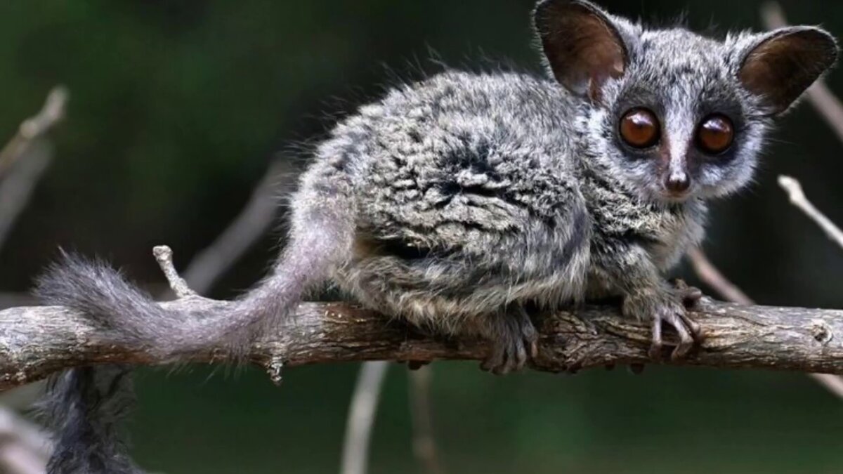 Кто это? Мордочка, ушки, лапки с пальчиками, длинный хвостик  напоминают разных животных. Но кого именно?