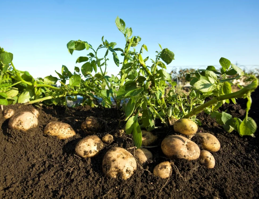 Фотография взята из источника selskaya-zhizn.ru 