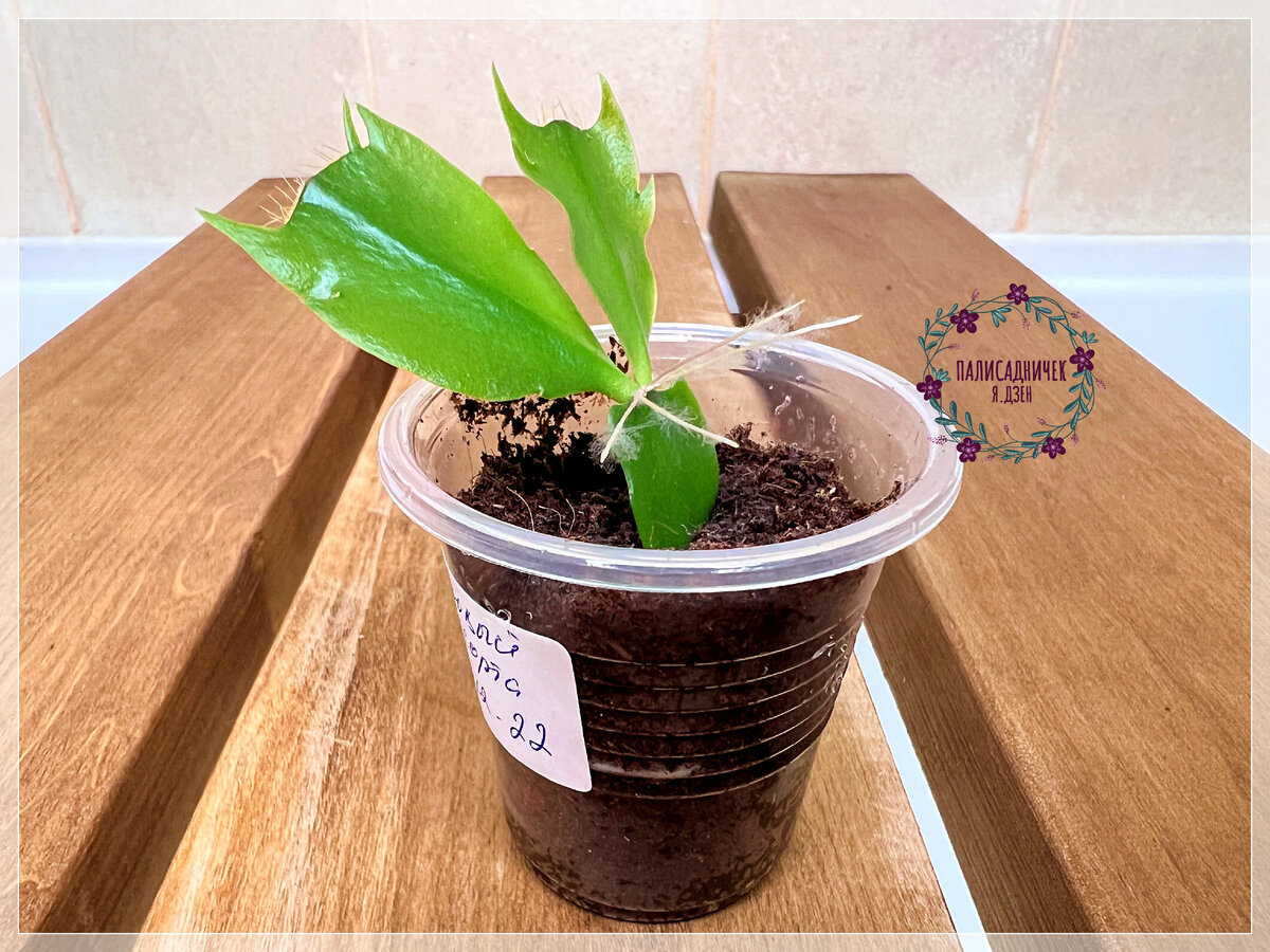 Кстати, о длине корешков, скрытых под землёй, косвенно можно судить по длине воздушных на соседних сегментах. Круто же, правда? Листайте, пожалуйста. ⏩⏩