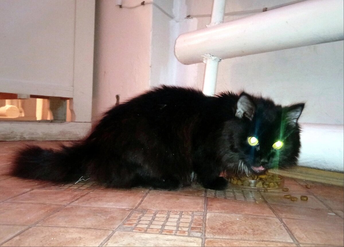 Работники предприятия приютили кошечку, отогрели и накормили