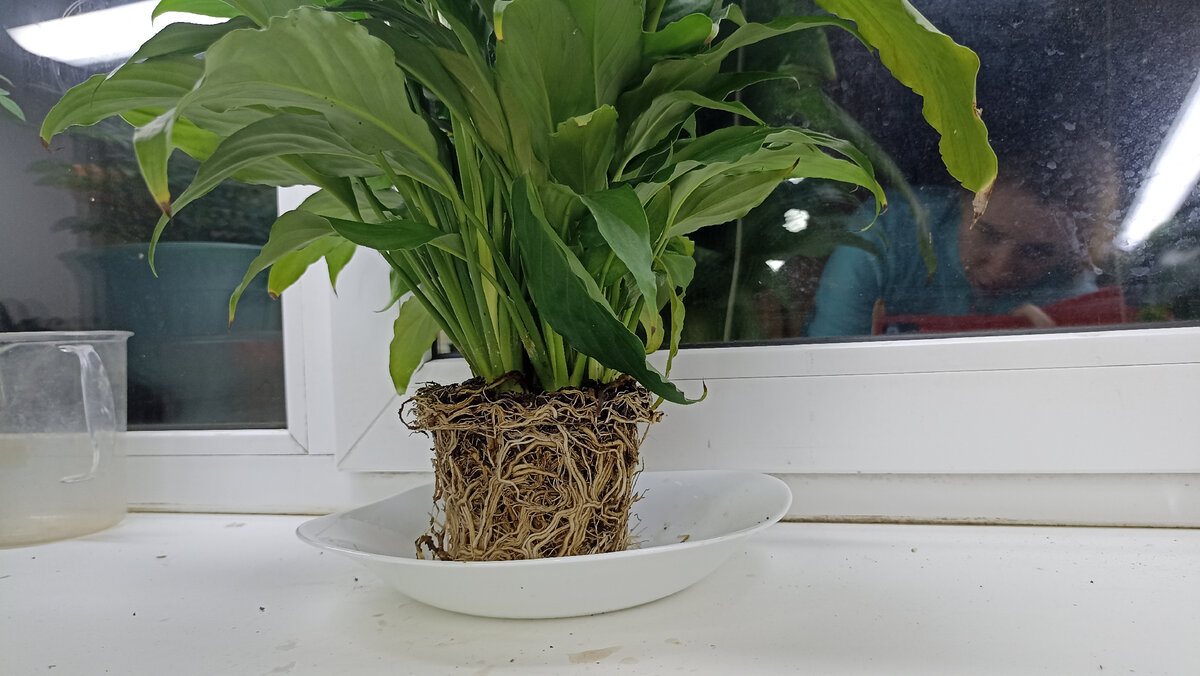 Картина: "Спатифиллум нужно было пересадить ещё вчера"