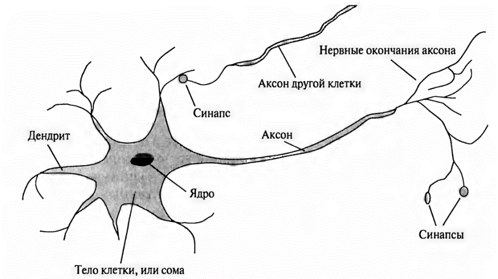 Нервная ткань строение нейрона. Схема строения нейрона. Зарисовать строение нервной ткани. Схема строения нервной клетки.