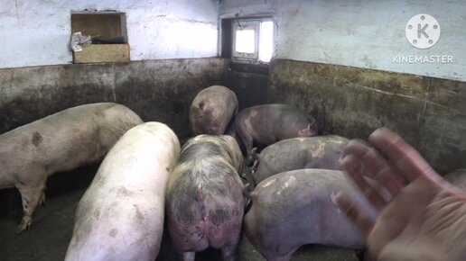 как кастрировать взрослого кабана. миллион на свиньях канал ютуб. миллион на свиньях канал ютуб. миллион на свиньях канал ютуб первое видео. миллион на свиньях канал ютуб.