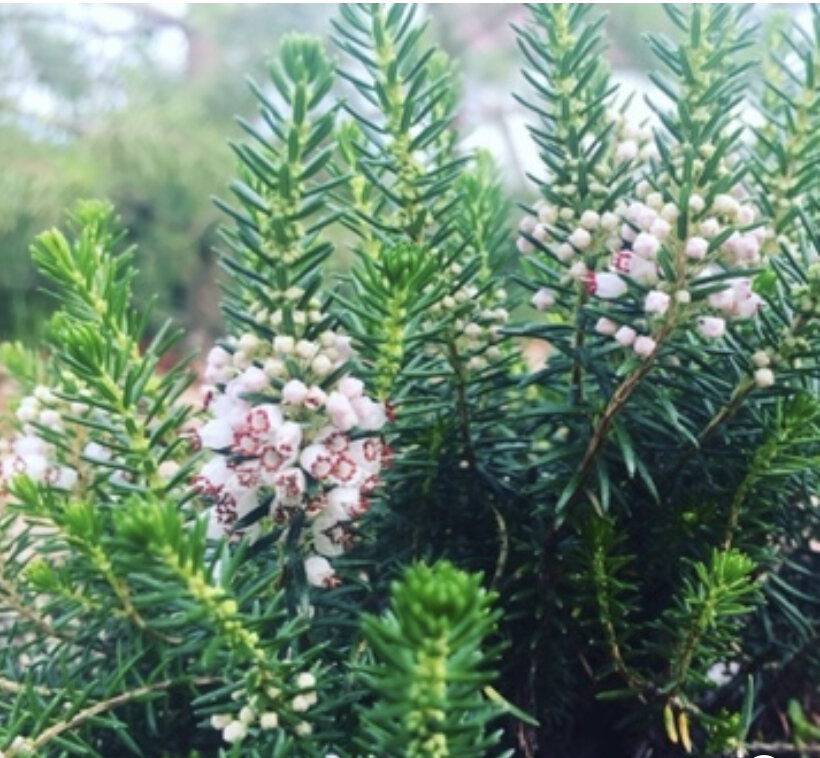 Эрика в моем саду