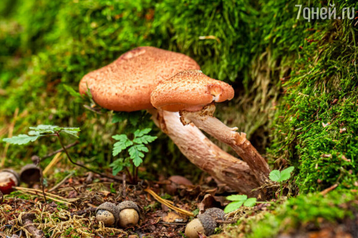    К чему снятся грибы 123RF/legion-media.ru