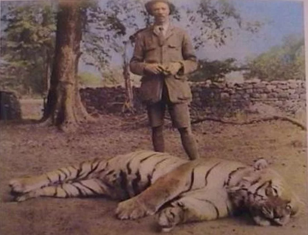 Включи тигриные истории. Джим Корбетт Чампаватская тигрица. Джим Корбетт тигрица людоед. Чампаватская тигрица людоед. Чампаватская тигрица Непал 1911 год.