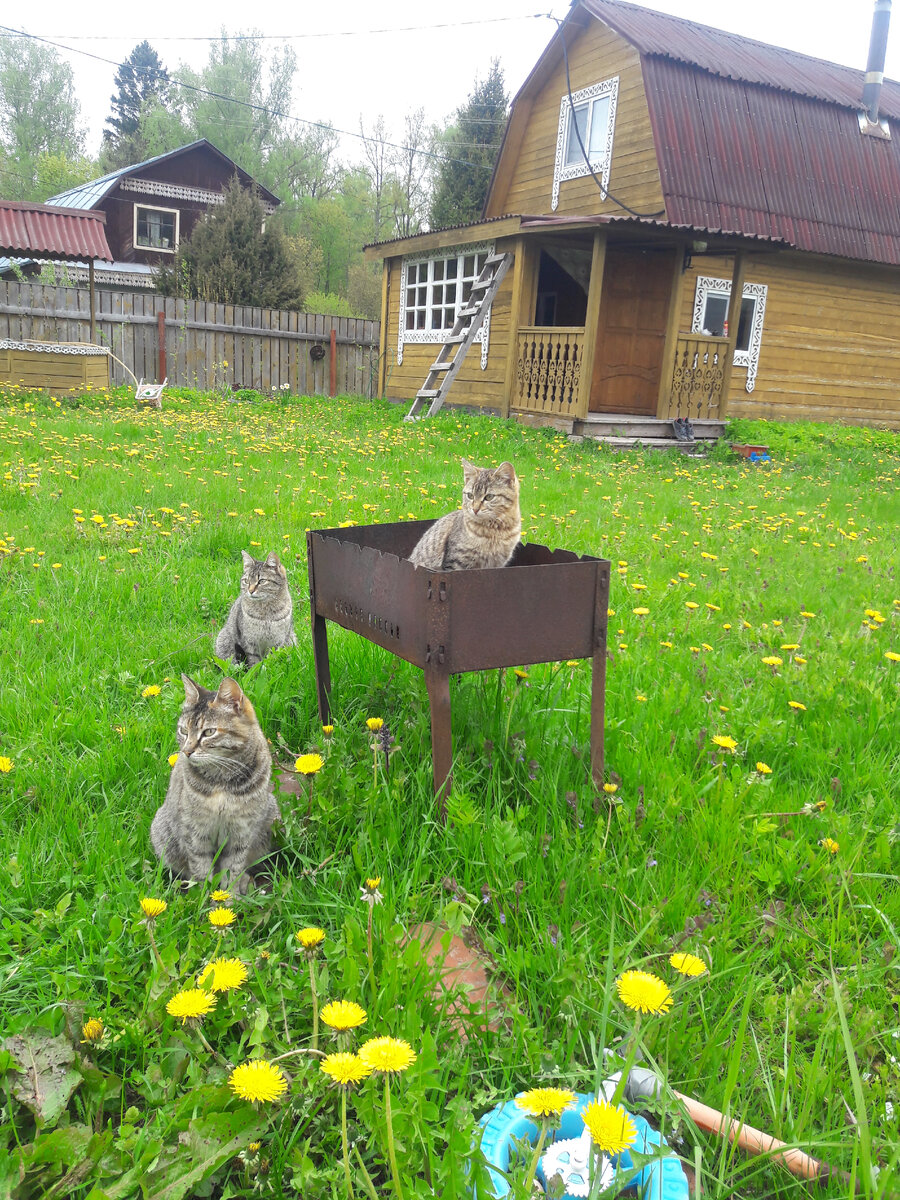 Приезжаешь такой на дачу отдохнуть, поджарить шашлык, а тут уже гости тут как тут. Сидят и ждут своей законной порции. 
