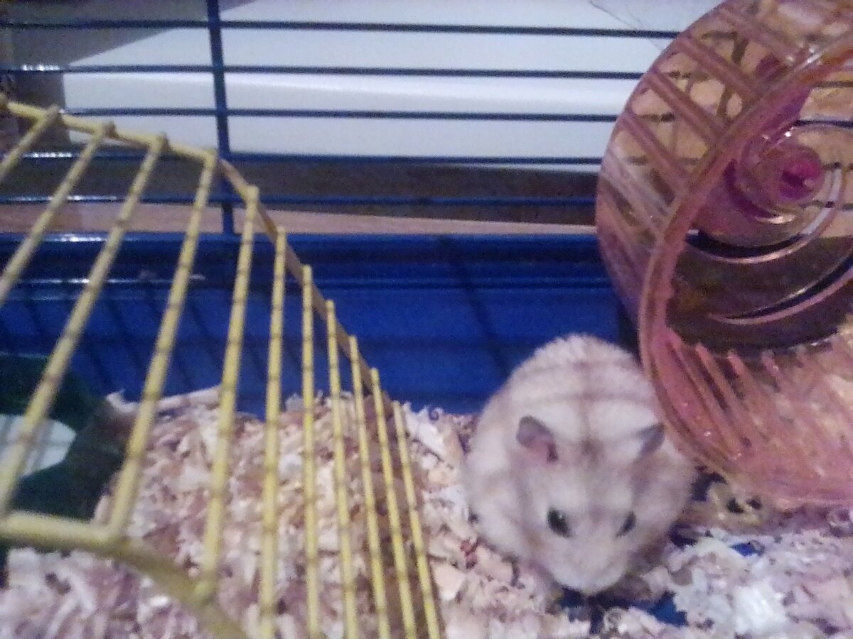 Джунгарик, фото автора