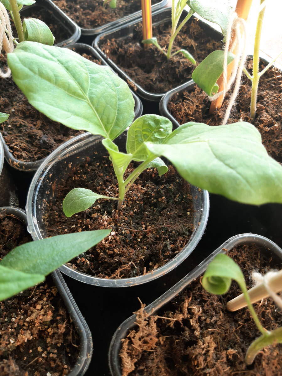 Мои баклажаны 