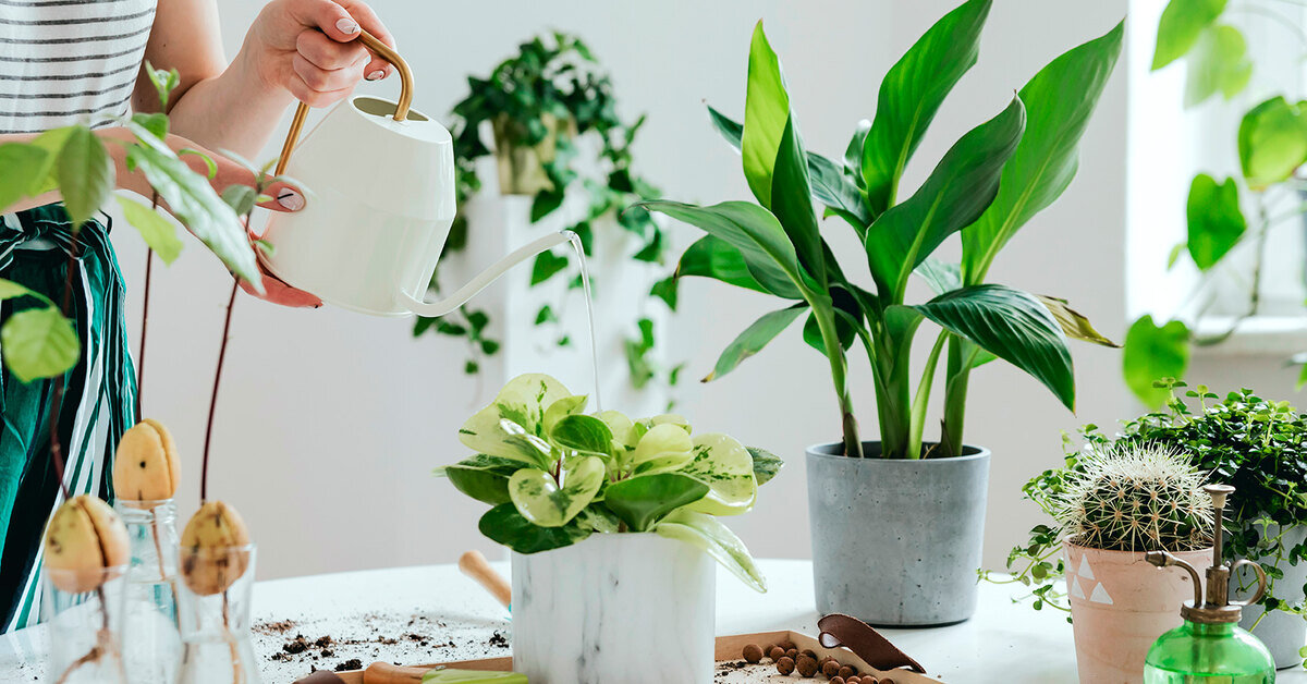 Причины опадения бутонов у комнатных растений