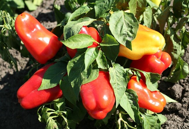 Здравствуйте, дорогие садоводы и огородники! Сладкий болгарский перец содержит множество витаминов. Он считается антидепрессантом и служит профилактикой многих заболеваний.