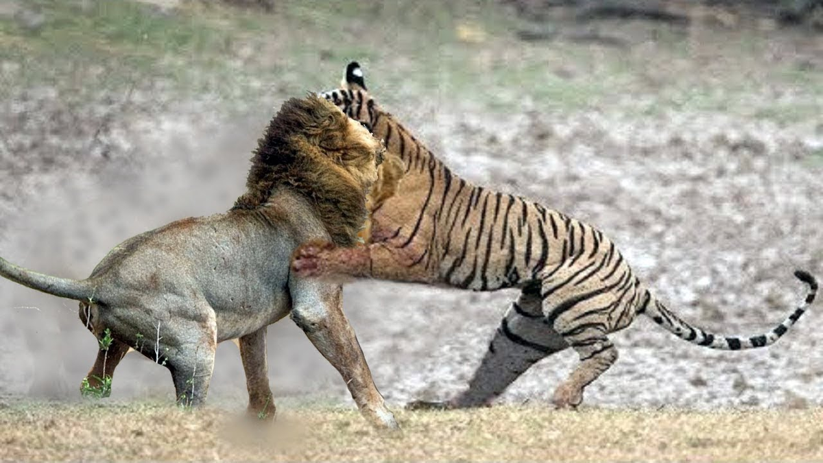 Кто победил лев или тигр. Лев против тигра. Лев против тигра Лев против тигра. Амурский тигр против Льва.