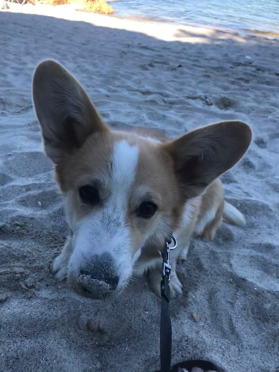 Хантеру 6 месяцев 