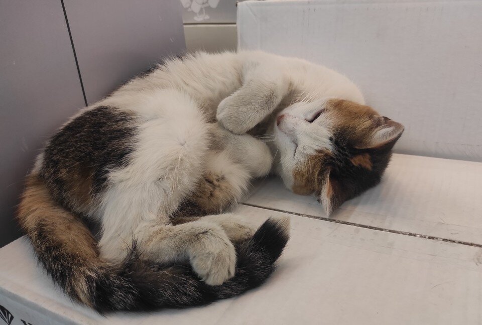     Больше всего пушистик любит спать в отделе лампочек и светильников. Анастасия ТАЛЫЗИНА