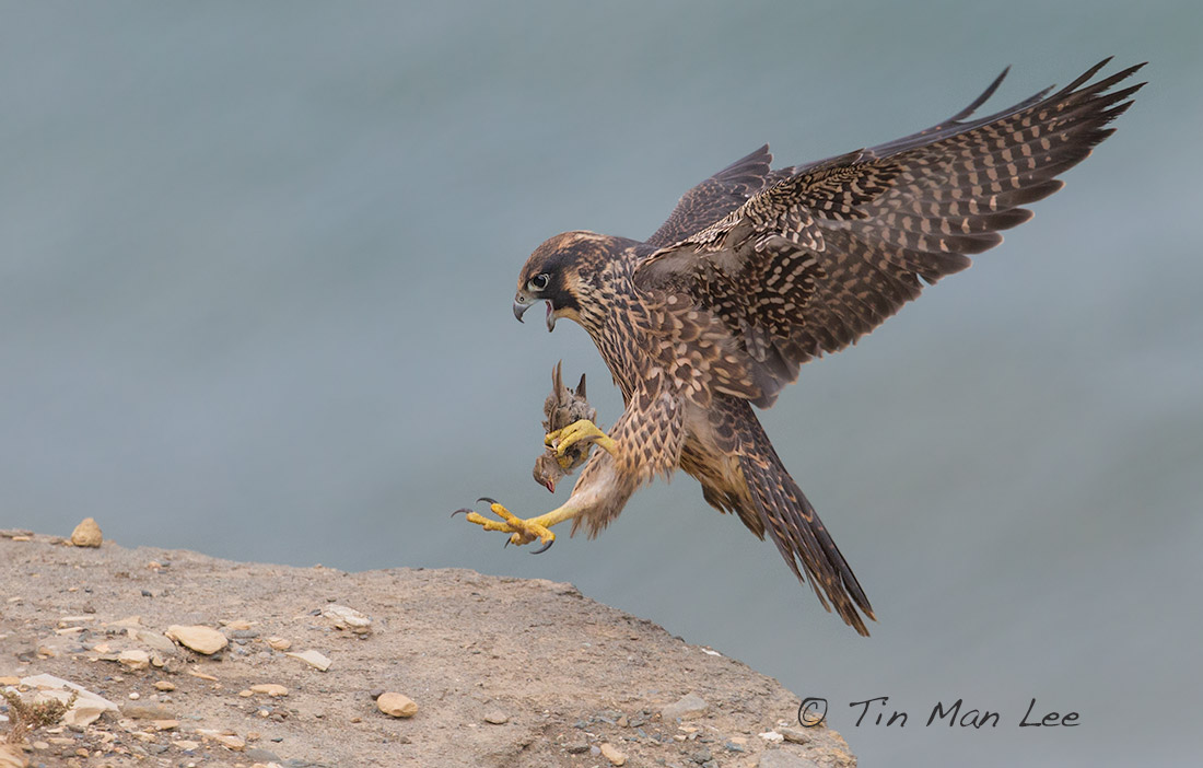 Когда урвал наггетсы в KFC по акции. 