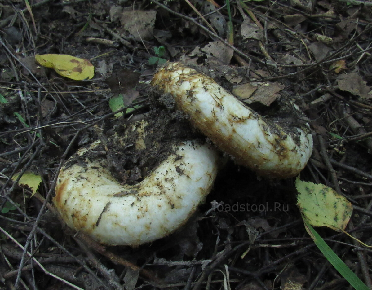 Груздь бахромистый Lactarius citriolens