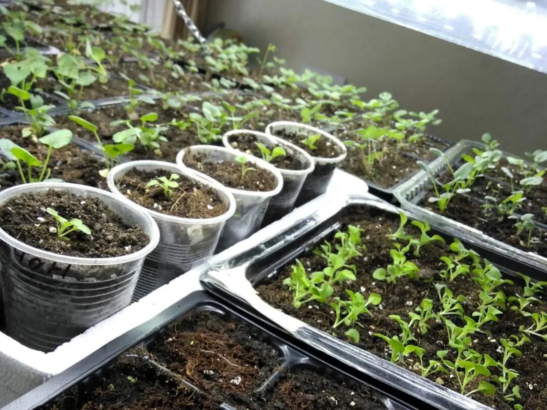 Мои растишки🥰