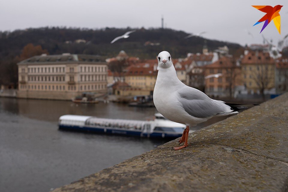     Видать, пернатому надоело постоянно мерзнуть на Севере. Антон ЗАБИРОВ