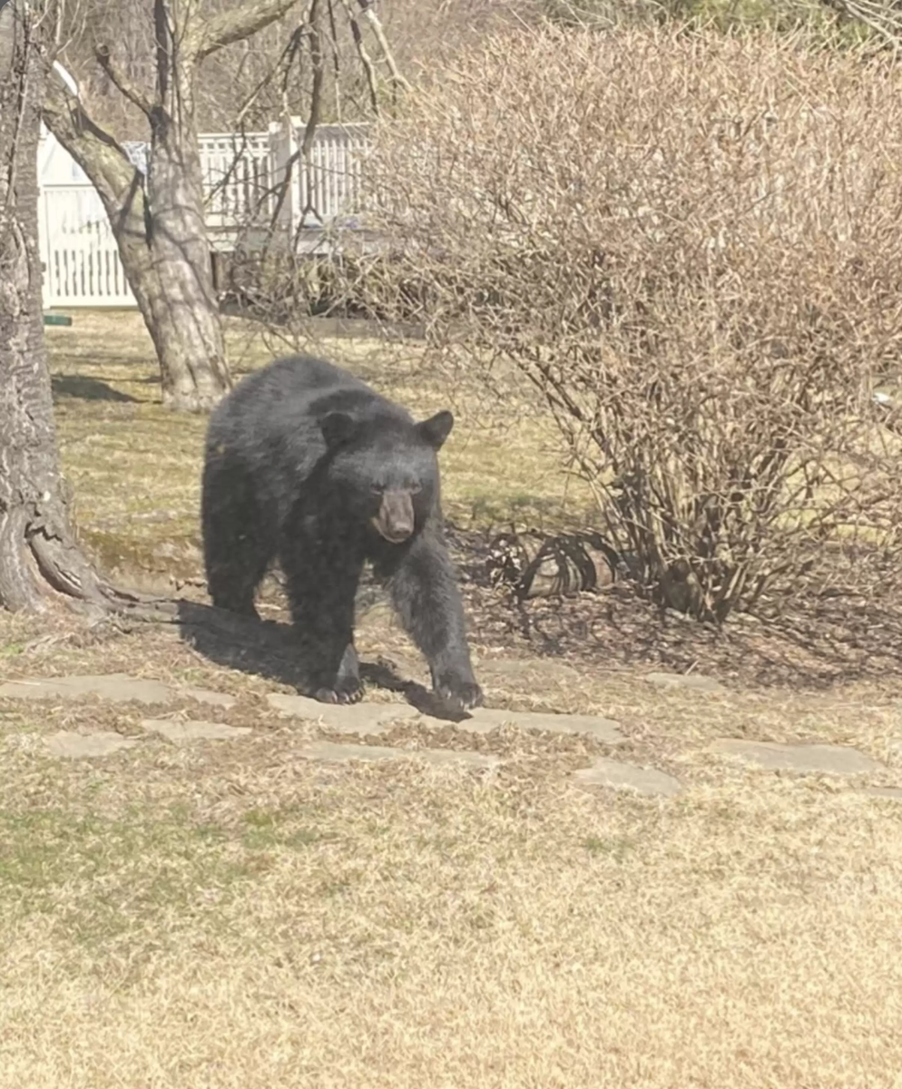    Медведь играет на лужайкеAnna Cory-Watson