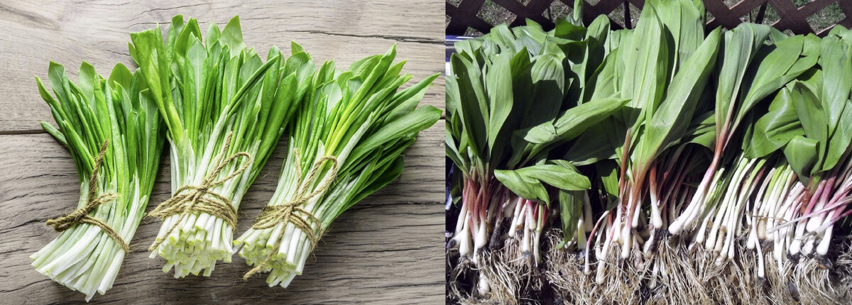 Слева медвежий лук, справа лук победный.