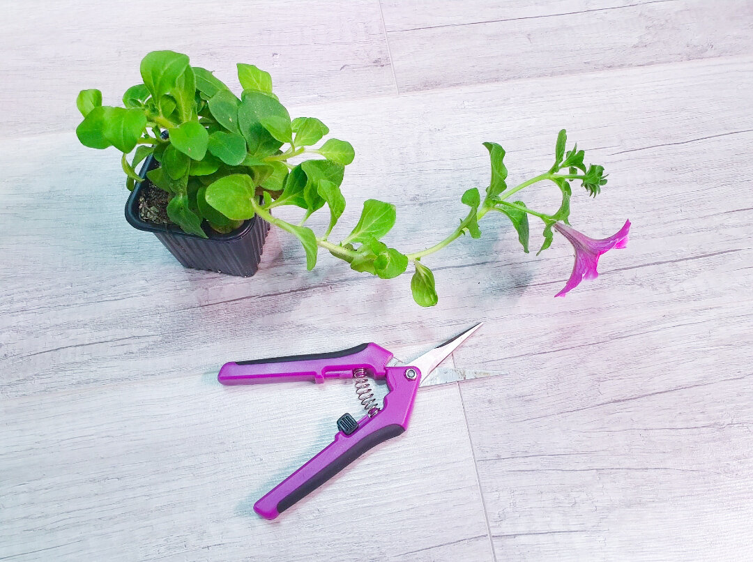 Угадаете, что надо делать с такой петунией? Подсказка на фото))