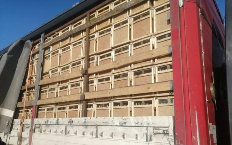    В Оренбургскую область не пропустили более 1600 пчелопакетов из Киргизии Кристина Просвиркина