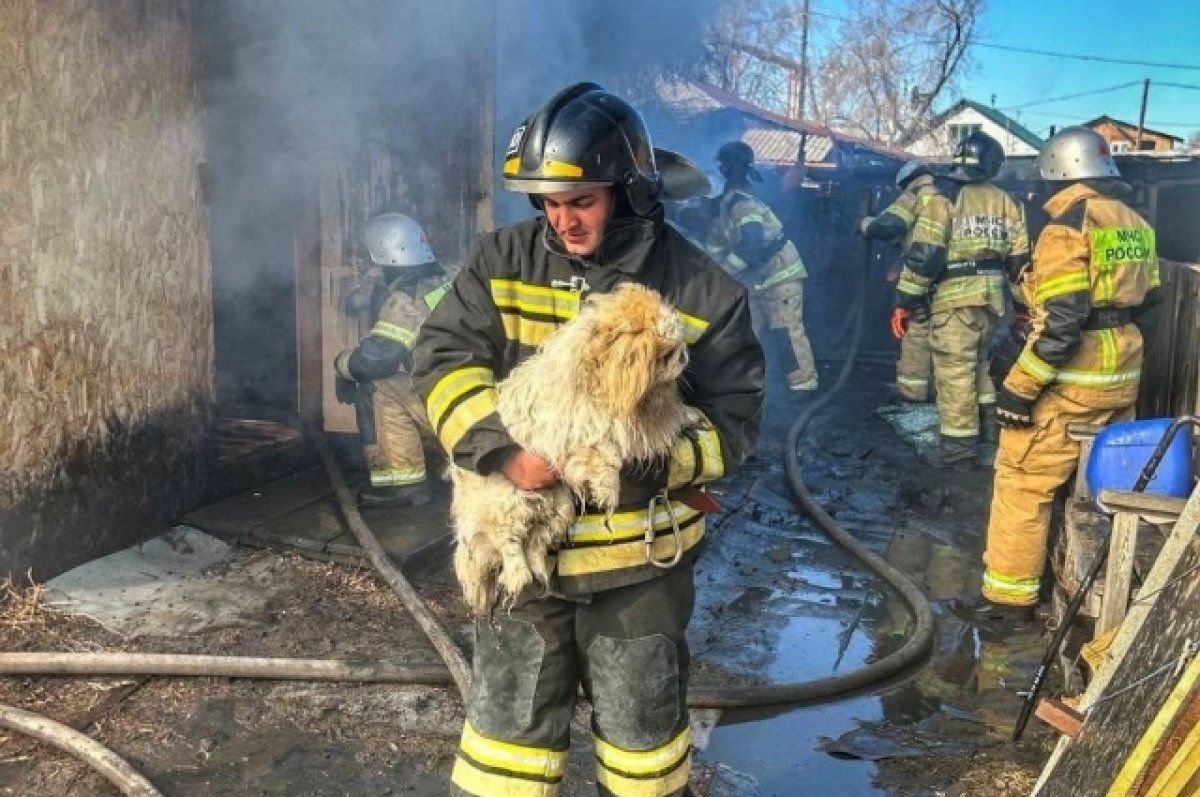    Пожарные спасли пекинеса в частном доме Курганской области