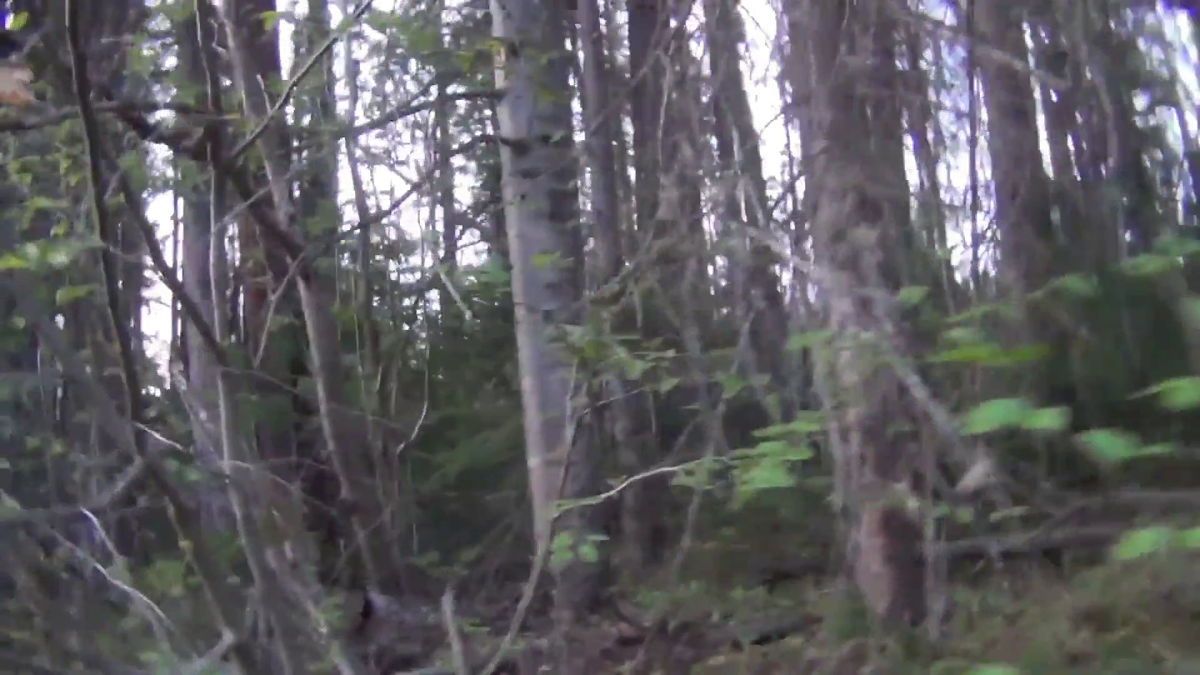  МЕДВЕДЬ стал ВАЛИТЬ ДЕРЕВЬЯ и выгнал НАС. Девственная тайга. - (смотрите на видео внизу статьи)