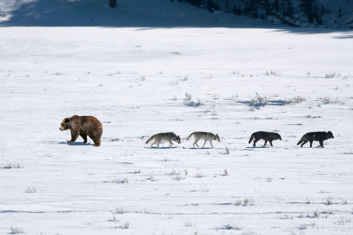 Фотоколлаж автора.