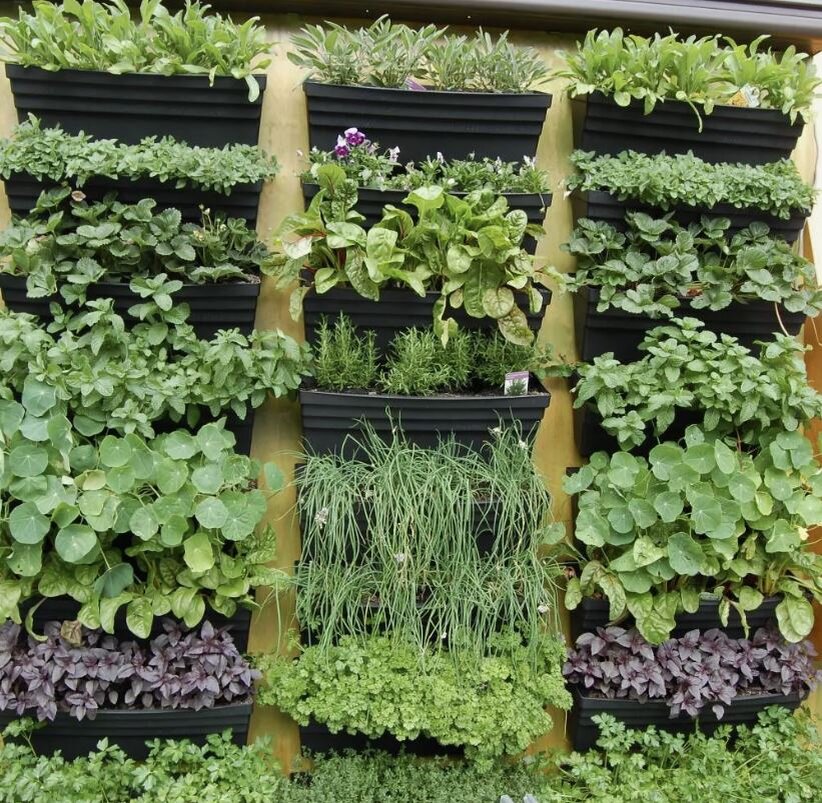 Как найти больше места для любимых растений — создаем вертикальный огород