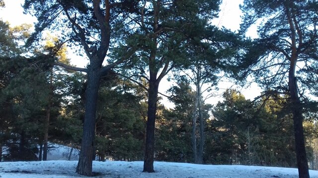 Фото автора /канал  "РАДОВАТЬСЯ ЖИЗНИ "