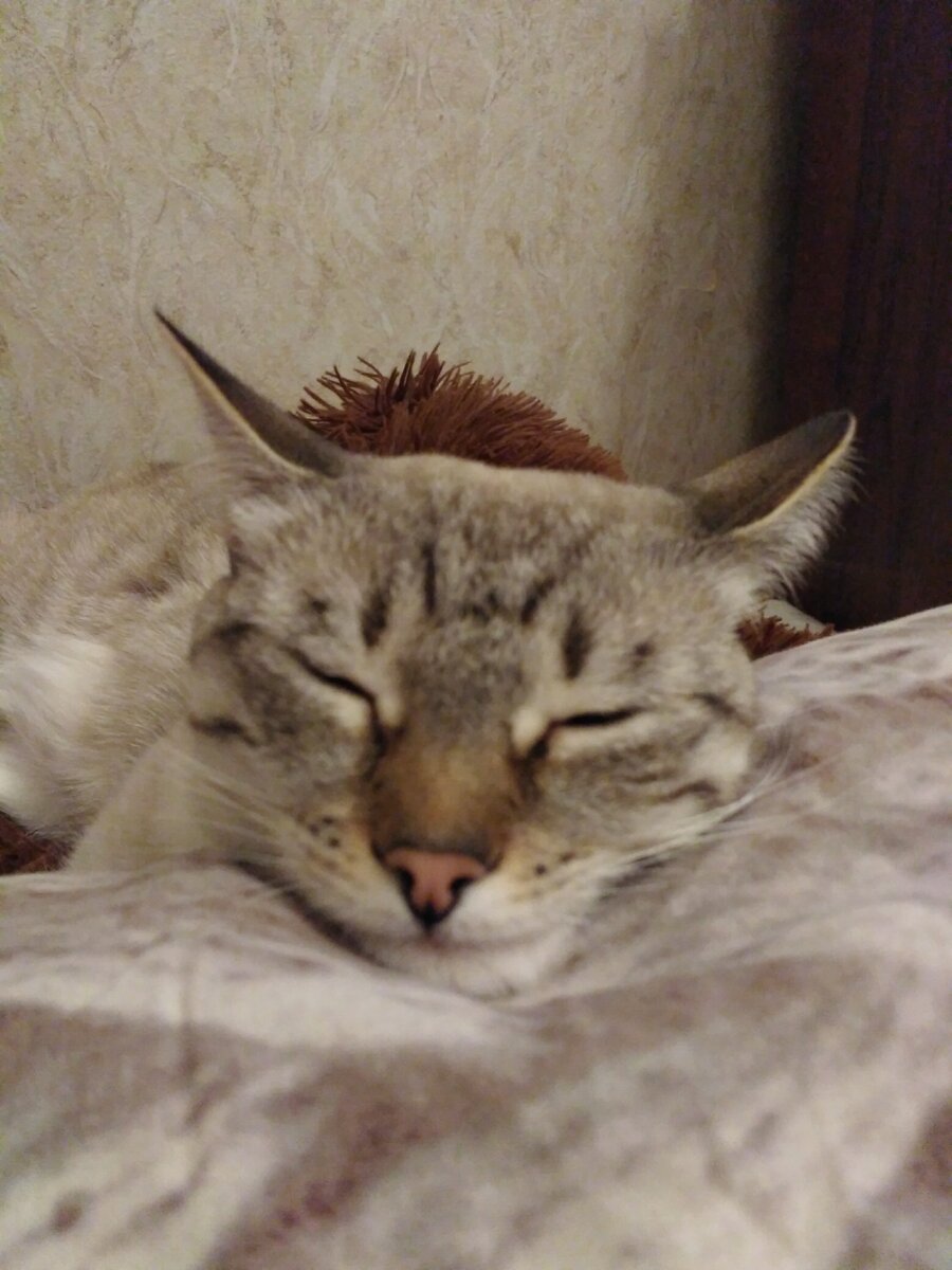 Замечали, как сладко спят коты?)