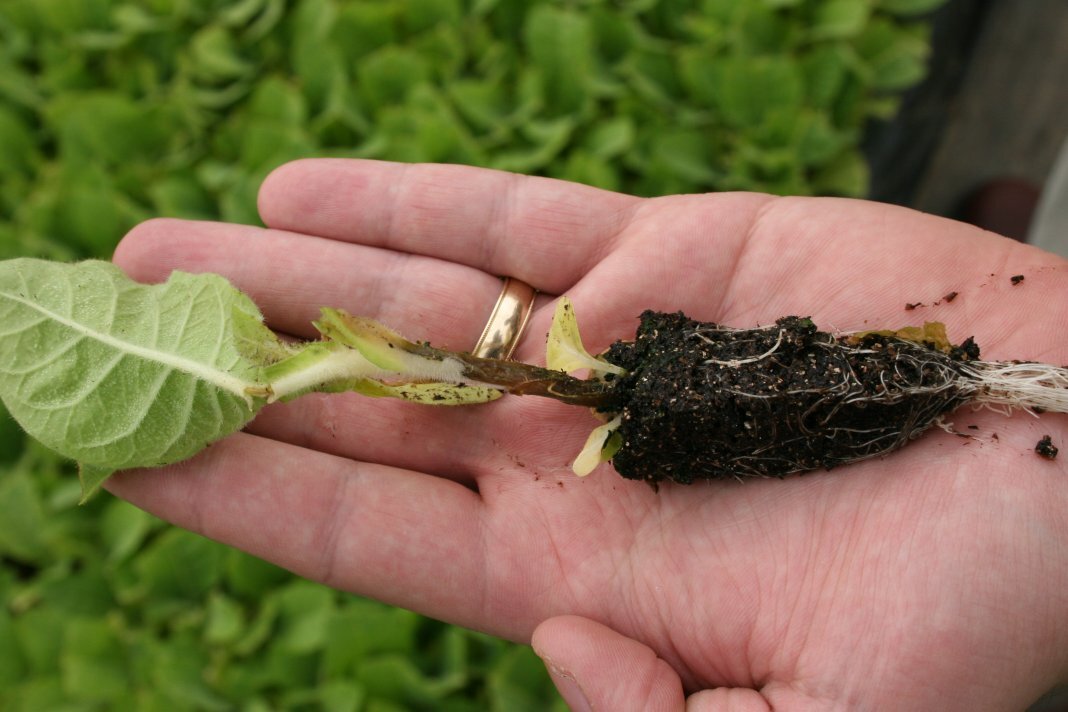 Черная ножка у рассады  https://www.botanichka.ru/