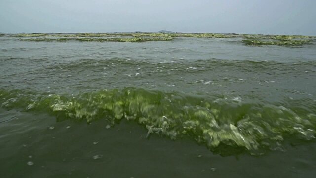 Цвет воды во время цветения планктона