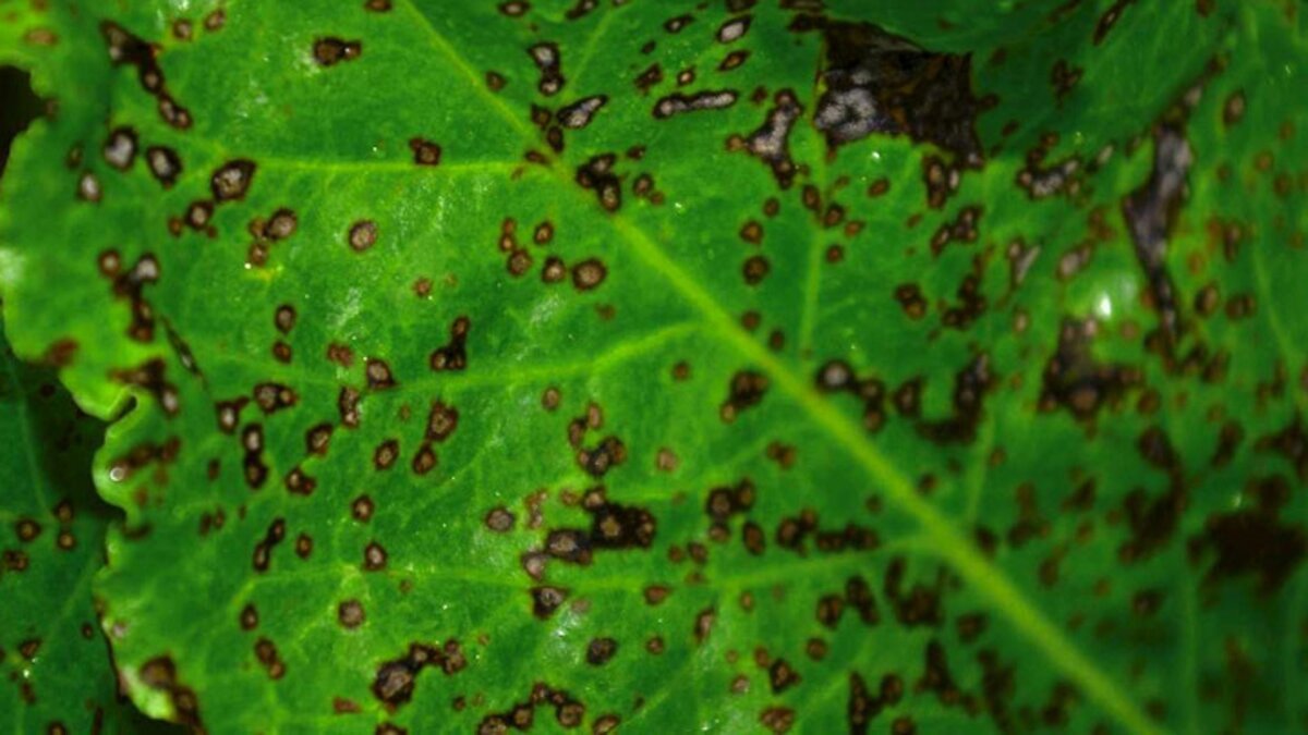 Cercospora beticola