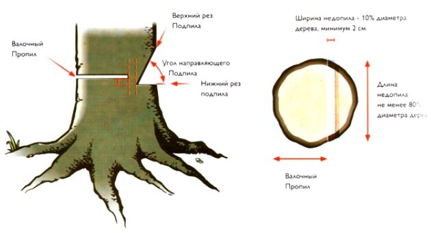 4 Способа правильно спилить дерево