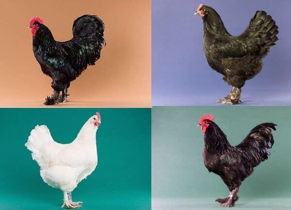 Породы кур с фотографиями и интересным гребешком Лучшие мясные породы кур для домашнего разведения с фото и описанием ТОП-8 Куроч