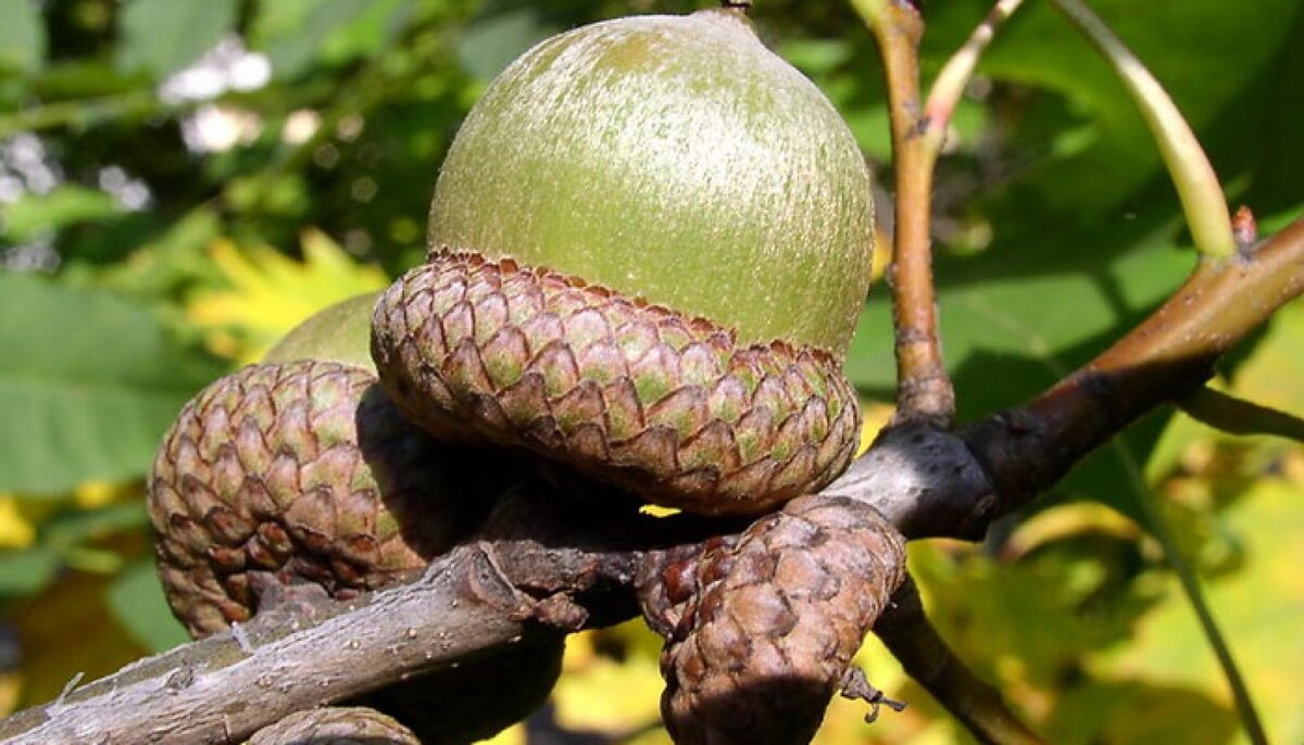 желудь многосемянный или односемянный. плоды дерева дуб желудь. желудь вид плода. желудь вид плода. желудь плод.