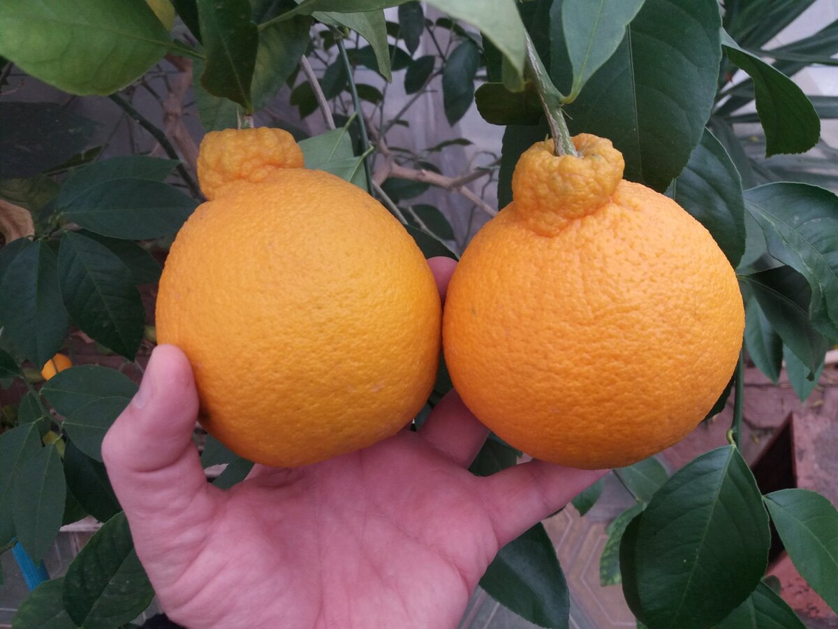 Выведенный в Японии гибрид апельсина и мандарина стоит 11,88 евро. Выращивают в теплицах близ г. Нагасаки. После сбор их отправляют на дозревание в инкубатор на 20-40 дней. Имеет характерный нарост, что до 90-х годов отталкивало покупателей. Является самым сладким апельсином в мире (по вкусу близок к мандарину).