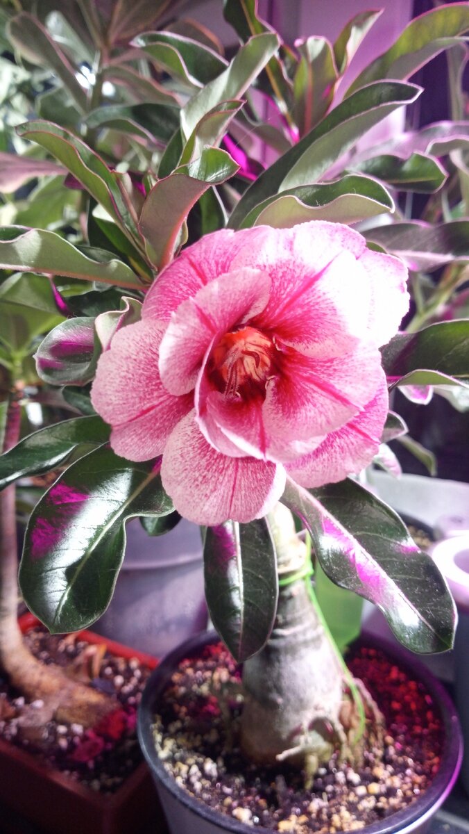 Adenium Swallow распустила первый бутон. Такой долгожданный.