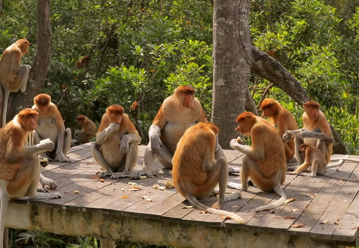 группа носачей