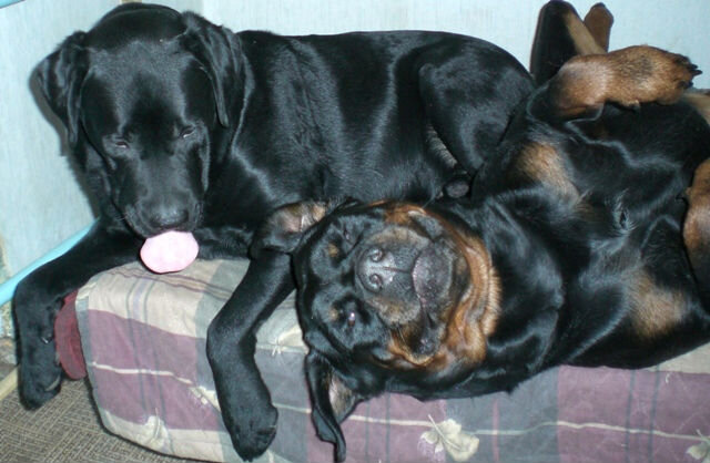 Мои друзья: Елка и Яхонт. Они покинули уже меня.