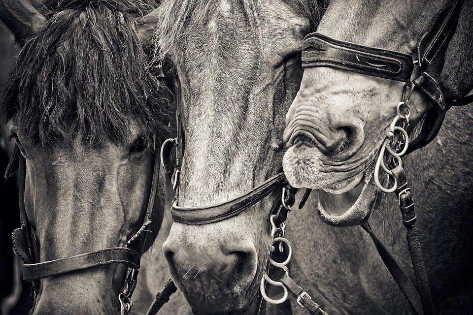 https://cdn.pixabay.com/photo/2017/07/26/09/45/horses-2541030_960_720.jpg