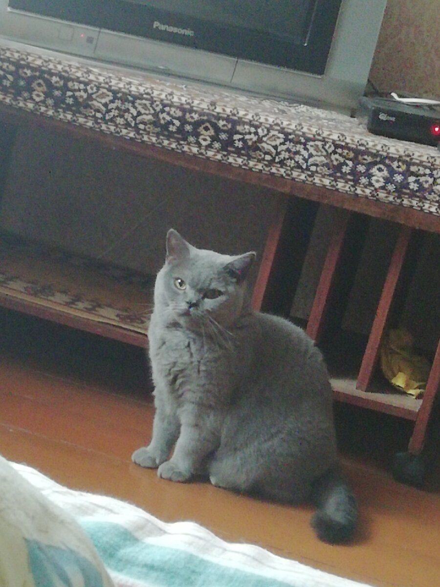 Чего смотришь, там в миске пусто.
