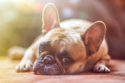 https://cdn.pixabay.com/photo/2016/02/26/16/32/dog-1224267__340.jpg
