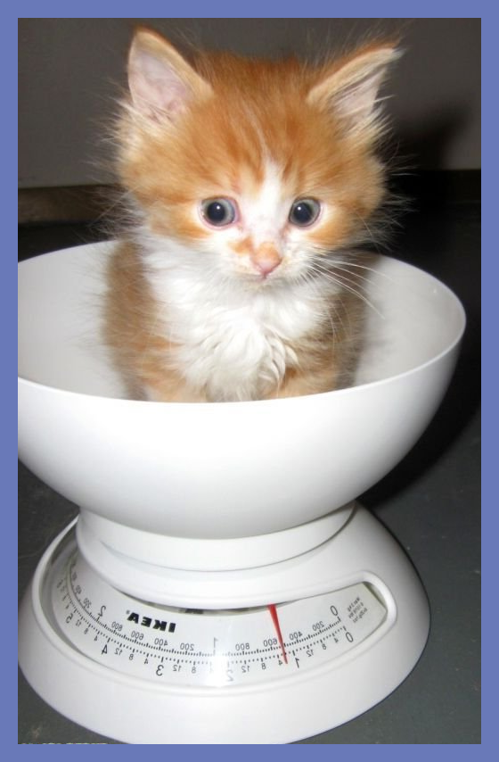 Пора бы уже весить побольше!