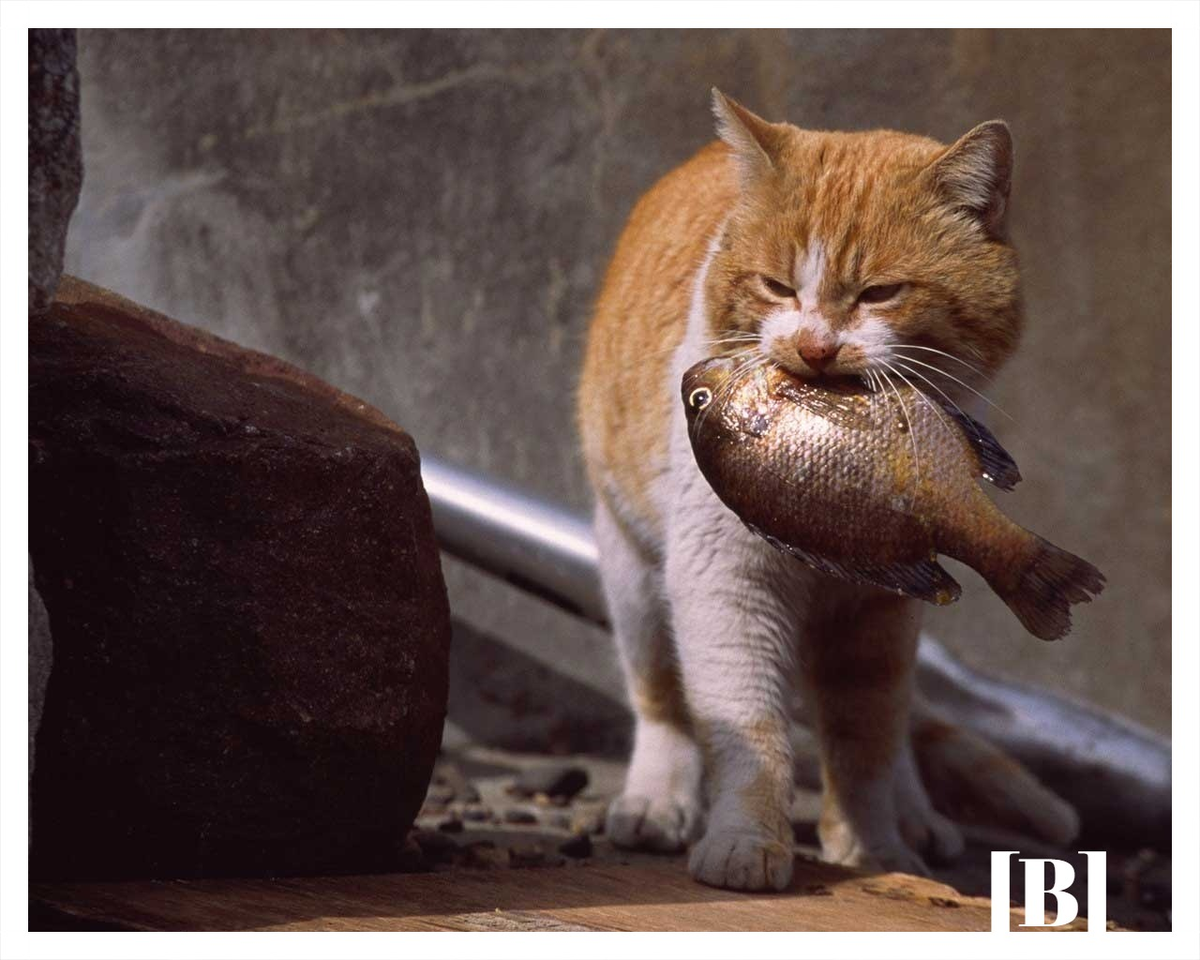 Кошка и рыба