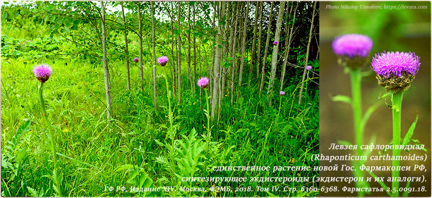 Левзея сафлоровидная Rhaponticum carthamoides - единственное растение новой Государственной фармакопеи Российской Федерации 14 издания, действующего на 2019 год, синтезирующее экдистероиды (экдистерон и их аналоги)
