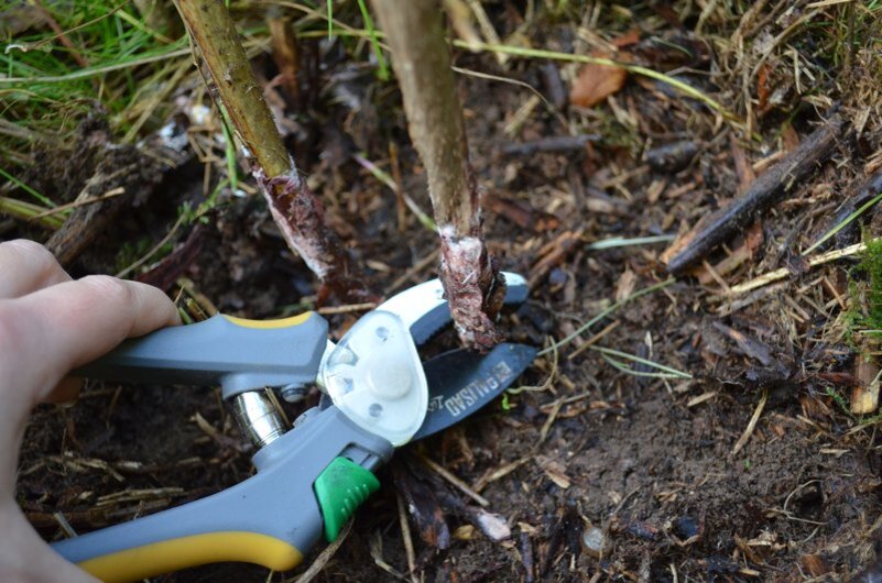 Вырезаю побеги малины осенью.